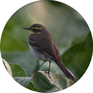 翠鳥