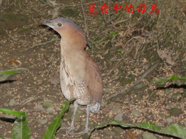 bird.jpg