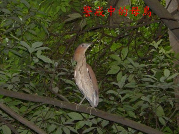bird2.jpg