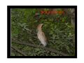 bird2.jpg