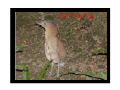 bird.jpg
