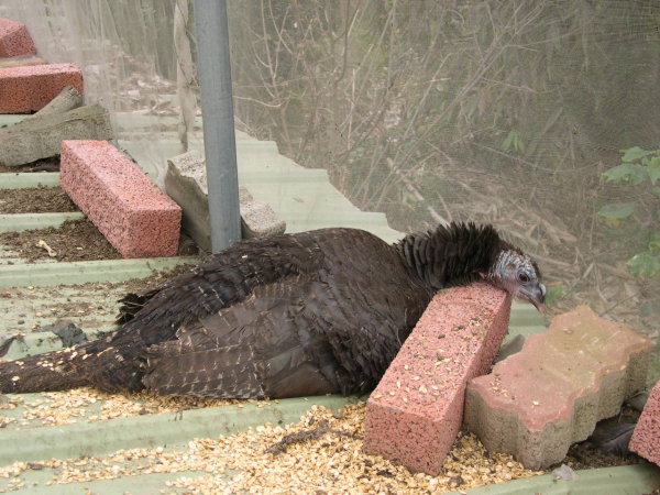 hatch2.jpg