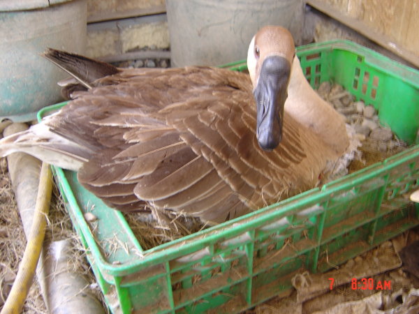 hatch3.jpg