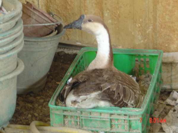 hatch4.jpg