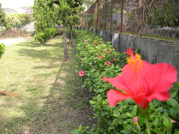 fence.jpg