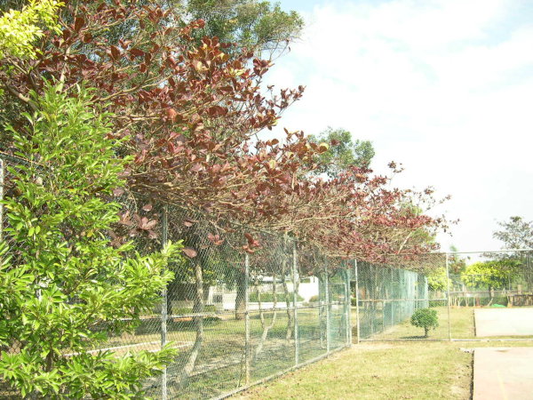 fence2.jpg