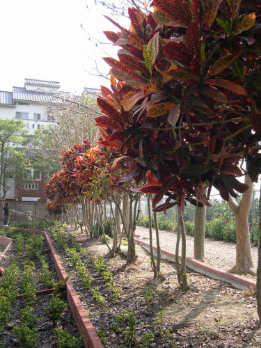 fence5.jpg