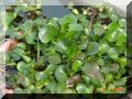 DSC05594.JPG