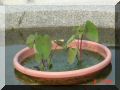 DSC05595.JPG