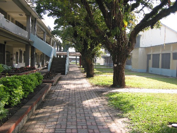 tree0.JPG