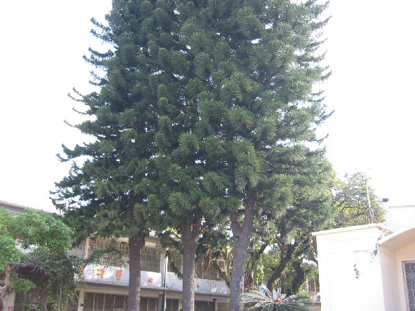 tree11.JPG