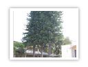 tree11.JPG