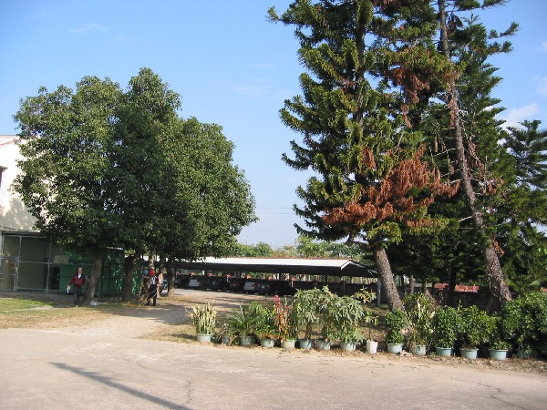 tree12.JPG