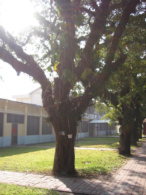tree14.JPG