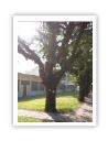 tree14.JPG