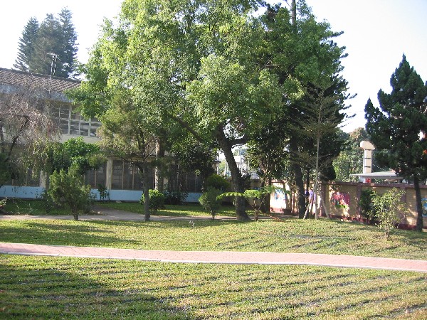 tree6.JPG