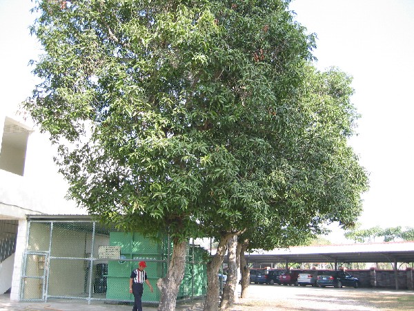 tree7.JPG