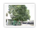 tree7.JPG